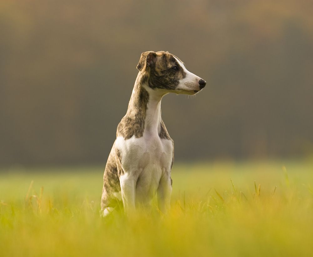 Spotlight on the Whippet